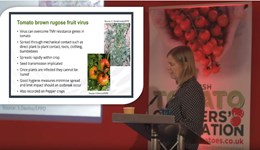 Tomato Brown Rugose Fruit Virus: Survival and Disinfection, Fera